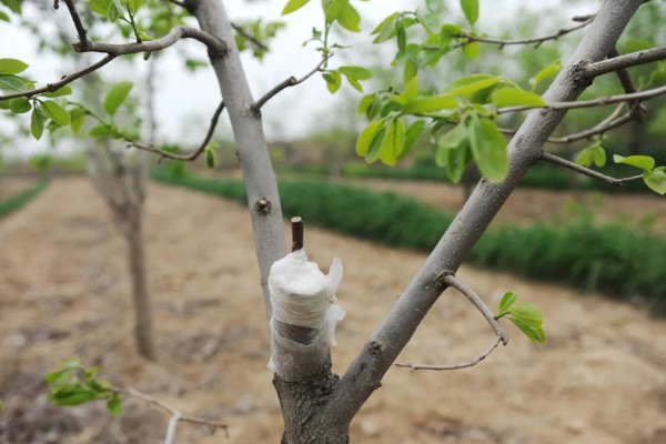柿子树好不好养,养殖难度较低