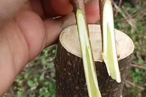 柿子树好不好养,养殖难度较低