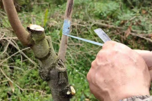 柿子树好不好养,养殖难度较低