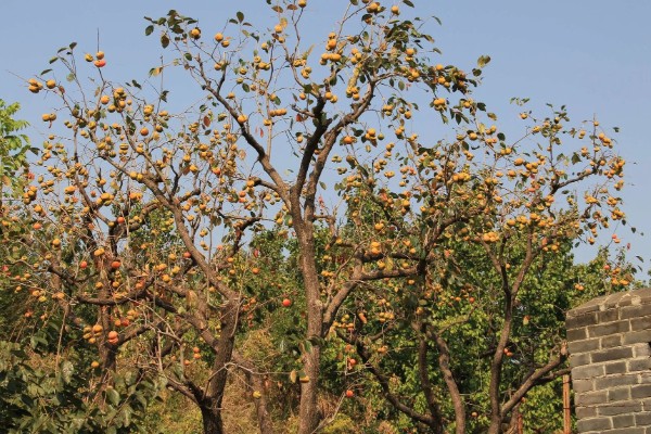 柿子树好不好养,养殖难度较低