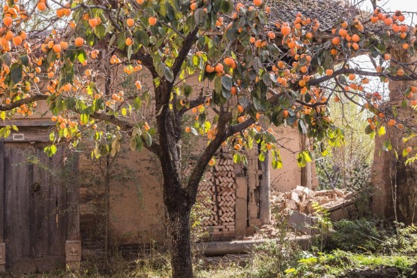 柿子树好不好养,养殖难度较低