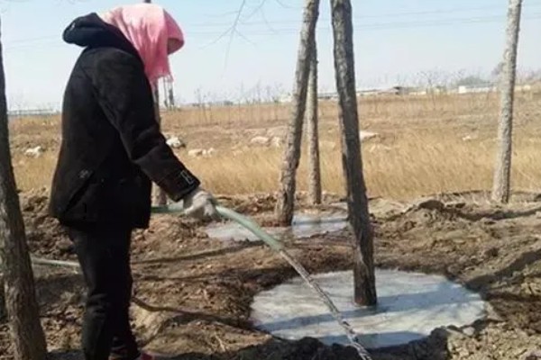 柿子树好不好养,养殖难度较低