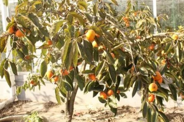 柿子树好不好养,养殖难度较低