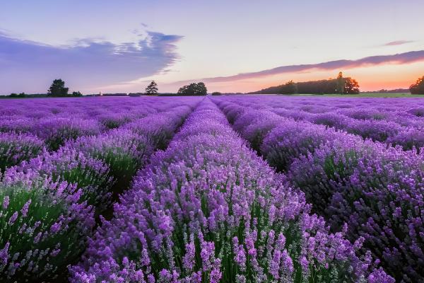 薰衣草的花期，花期一般是6-8月