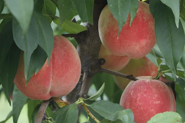 瓜果在什么环境中会更甜，阳光充足时含糖量会增加