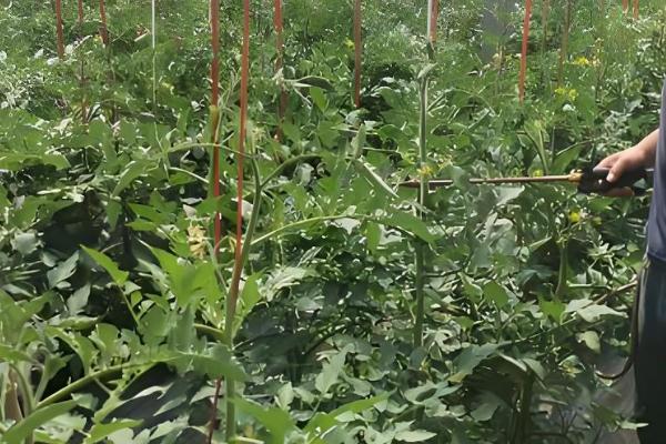 瓜果在什么环境中会更甜，阳光充足时含糖量会增加