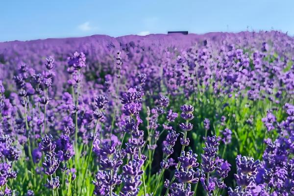 薰衣草的花期，花期一般是6-8月