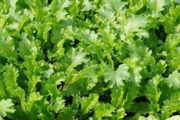 什么是雪菜,是芸苔属的一种植株