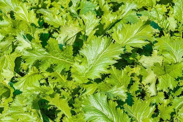 什么是雪菜,是芸苔属的一种植株