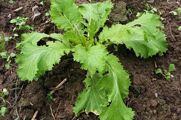 什么是雪菜,是芸苔属的一种植株