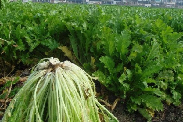 什么是雪菜,是芸苔属的一种植株