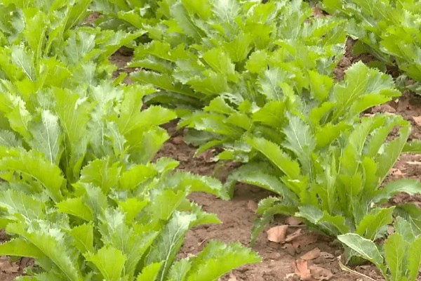 什么是雪菜,是芸苔属的一种植株