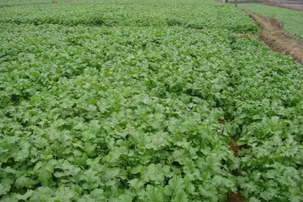 什么是雪菜,是芸苔属的一种植株