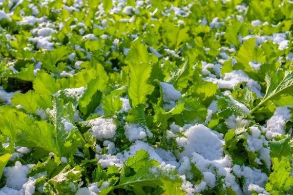 什么是雪菜,是芸苔属的一种植株
