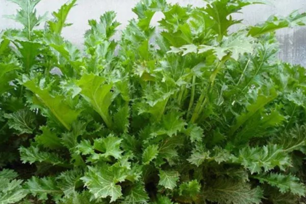 什么是雪菜,是芸苔属的一种植株