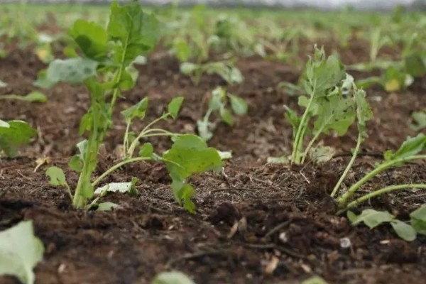 什么是雪菜,是芸苔属的一种植株