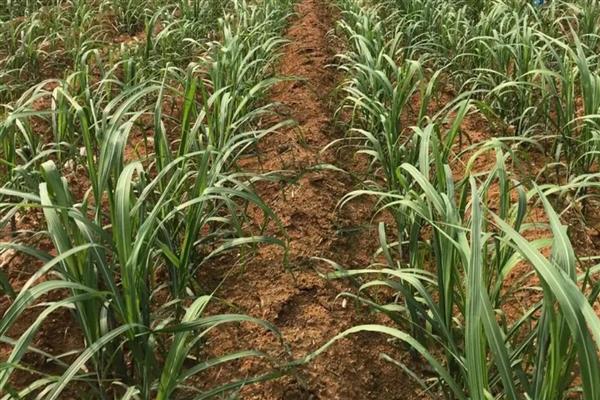 莠去津有什么作用,可抑制深根性杂草