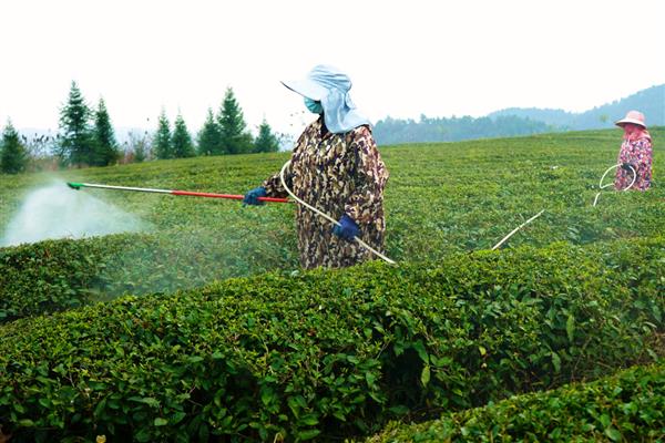莠去津有什么作用,可抑制深根性杂草