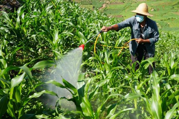 莠去津有什么作用,可抑制深根性杂草