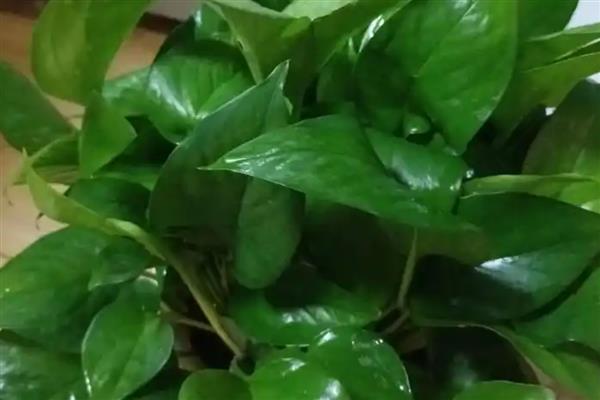 绿萝几天浇水一次,根据季节的变化而调整