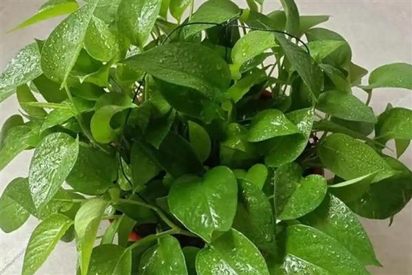 绿萝几天浇水一次,根据季节的变化而调整