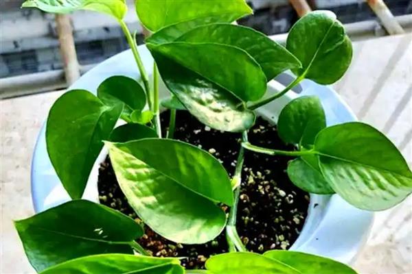 绿萝几天浇水一次,根据季节的变化而调整