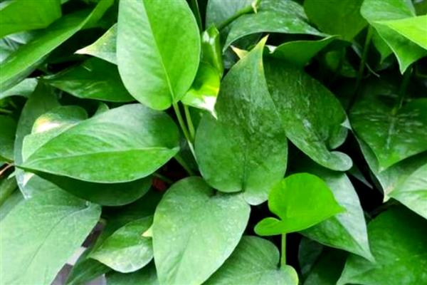 绿萝几天浇水一次,根据季节的变化而调整