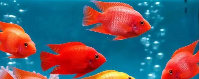 冷水鹦鹉鱼怎么饲养，把水温保持在18-32℃