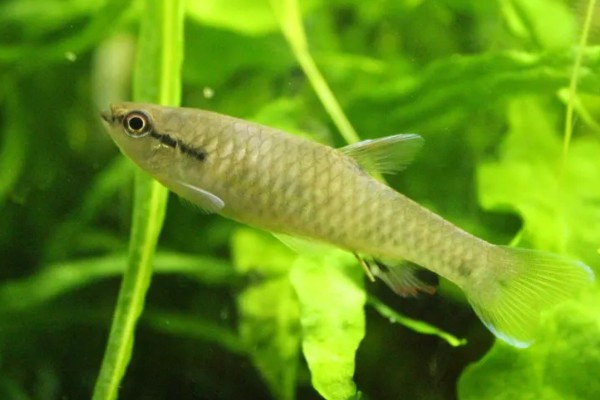 珍珠溅水鱼好不好养，饲养难度低新手也能尝试