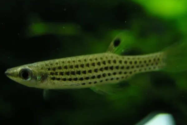 珍珠溅水鱼好不好养，饲养难度低新手也能尝试