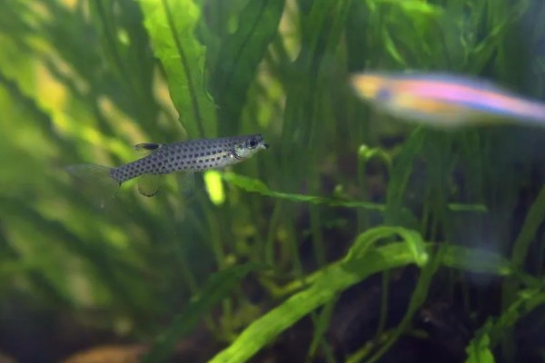 珍珠溅水鱼好不好养，饲养难度低新手也能尝试