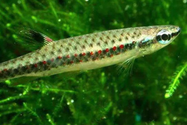 珍珠溅水鱼好不好养，饲养难度低新手也能尝试