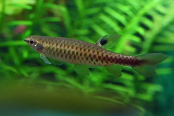 珍珠溅水鱼好不好养，饲养难度低新手也能尝试