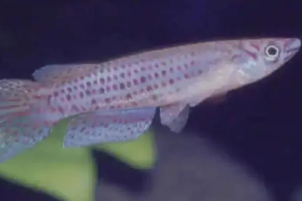 珍珠溅水鱼好不好养，饲养难度低新手也能尝试