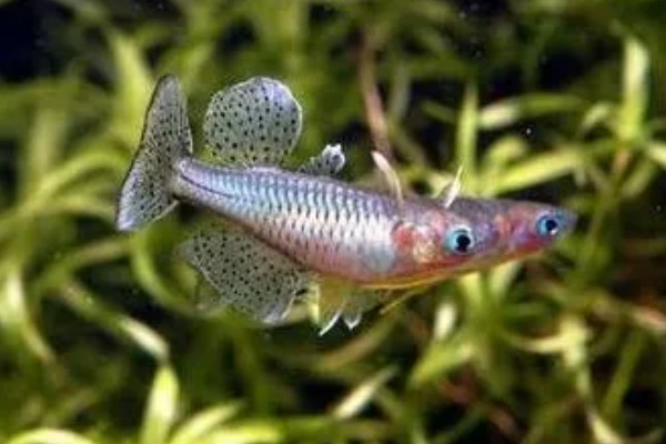 珍珠溅水鱼好不好养，饲养难度低新手也能尝试