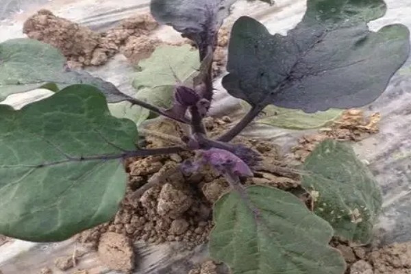 茄子弱棵的原因，可能是土壤盐碱化所致
