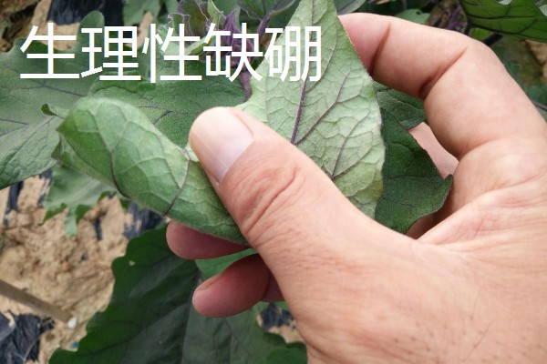 茄子弱棵的原因，可能是土壤盐碱化所致