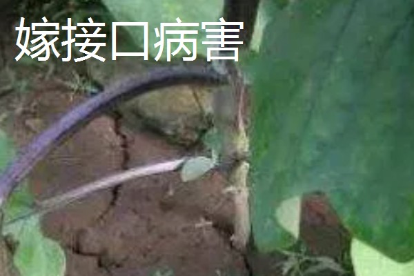 茄子弱棵的原因，可能是土壤盐碱化所致