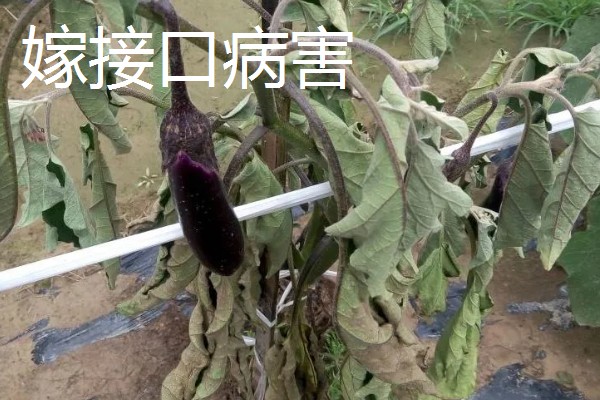茄子弱棵的原因，可能是土壤盐碱化所致