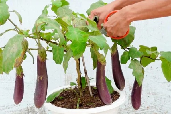 茄子弱棵的原因，可能是土壤盐碱化所致