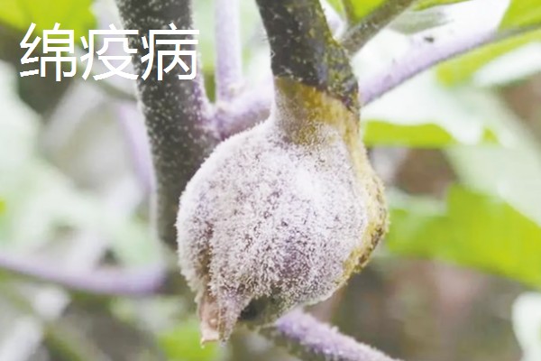 茄子弱棵的原因，可能是土壤盐碱化所致