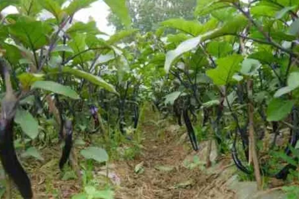 茄子弱棵的原因，可能是土壤盐碱化所致