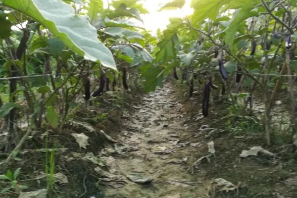 茄子弱棵的原因，可能是土壤盐碱化所致