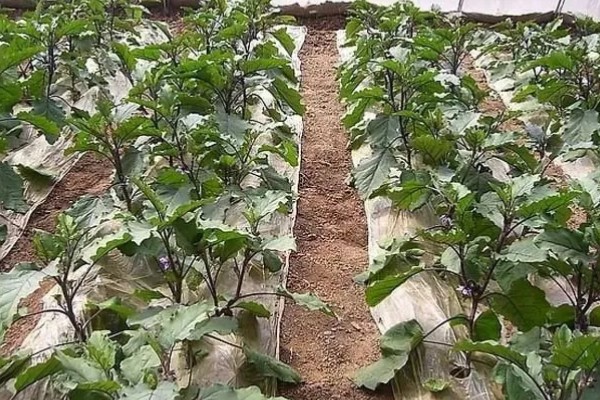茄子弱棵的原因，可能是土壤盐碱化所致