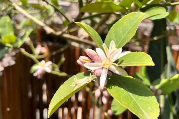柠檬在几月开花结果，在4-5月份开花