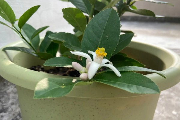 柠檬在几月开花结果，在4-5月份开花