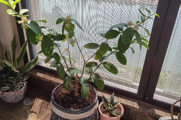 柠檬在几月开花结果，在4-5月份开花