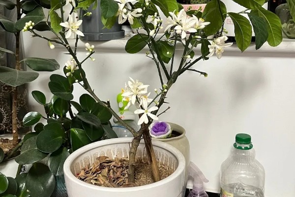 柠檬在几月开花结果，在4-5月份开花