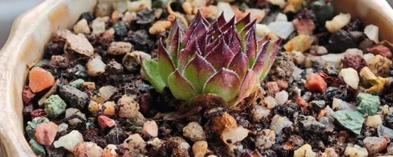 适合养在室内的多肉，常见观音莲、生石花等品种