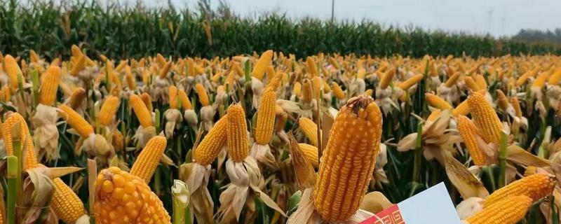 必祥288玉米种的简介，中抗茎腐病和丝黑穗病
